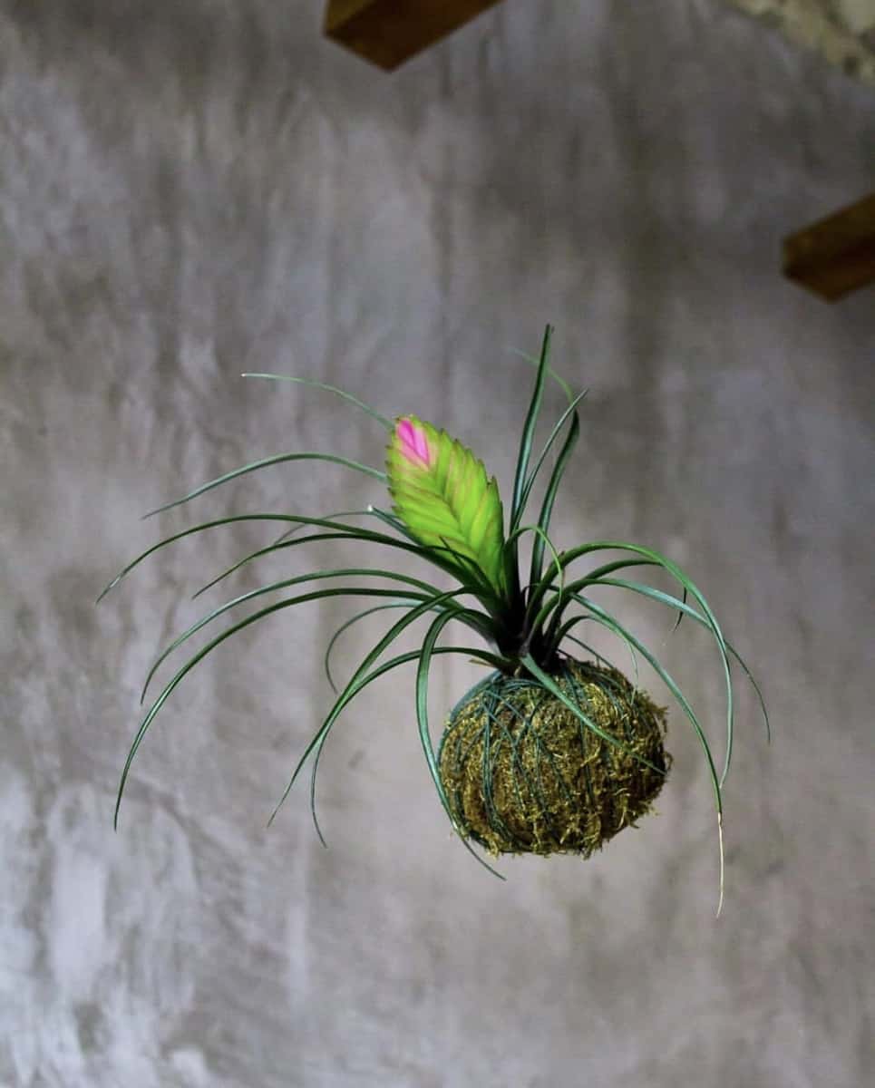 Can You Hang Kokedama Outside?