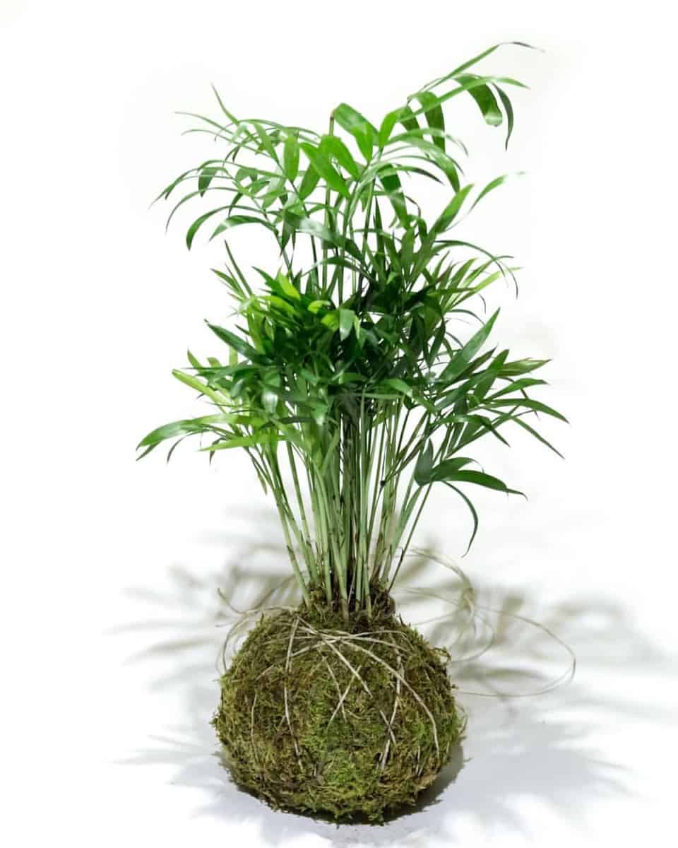 Why is My Kokedama Dying?