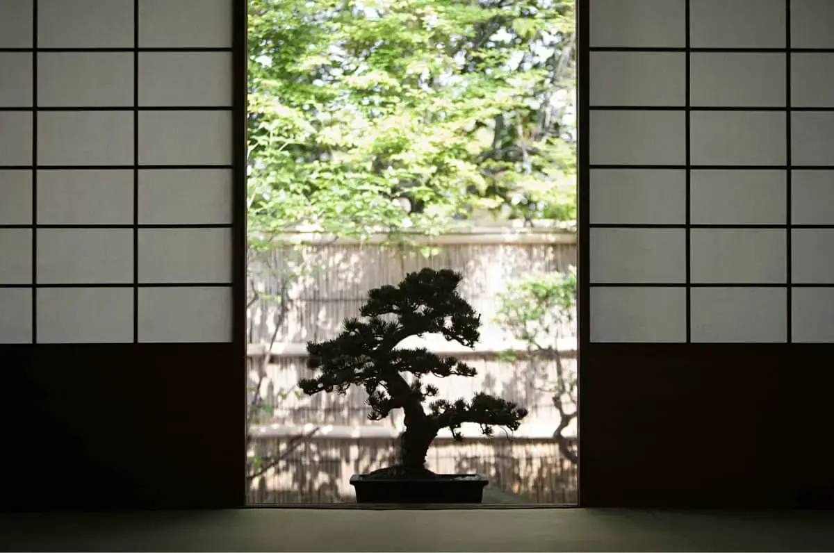 How Do Bonsai Trees Grow? Can Bonsai Trees Grow Indoors?