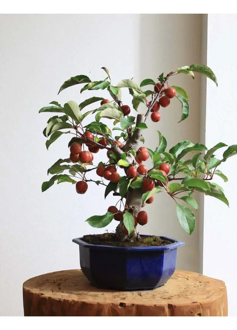 Are Bonsai Apples Edible?
