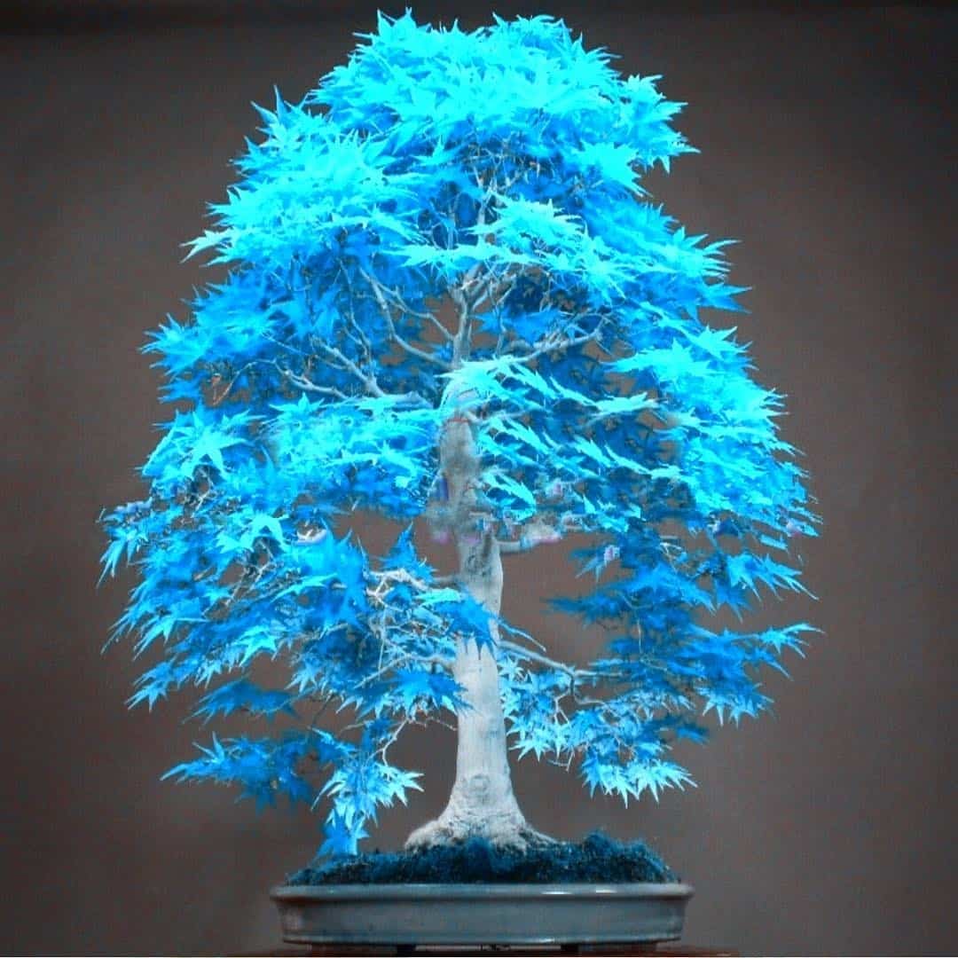 Are Blue Bonsai Trees Real?