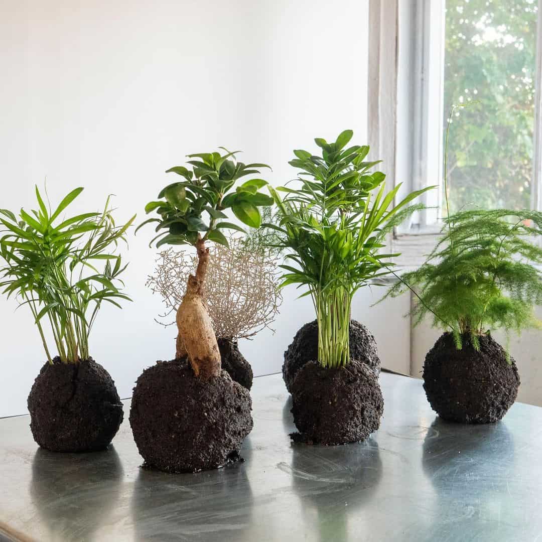 Can I Use Potting Soil For Kokedama?