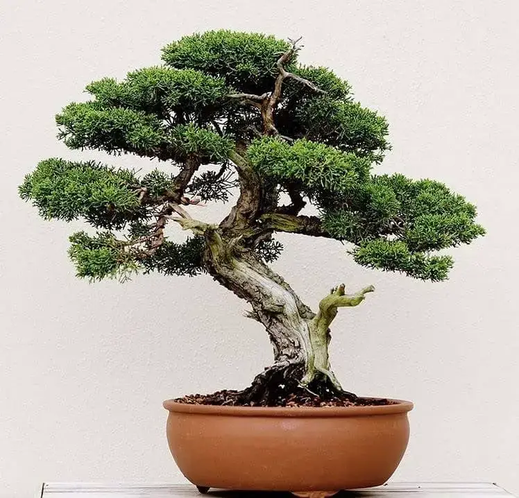 Where To Buy Bonsai?