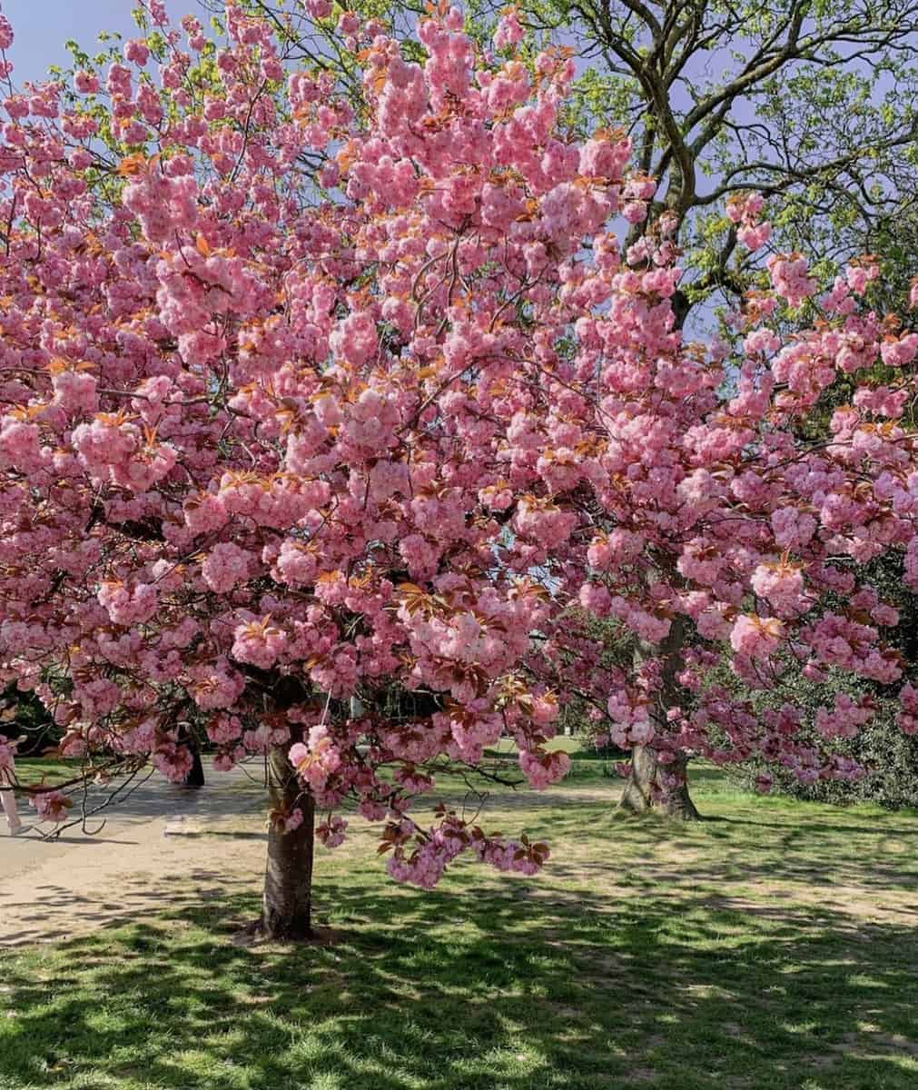 A flowering cherry tree covered in double pink blossoms in a park
