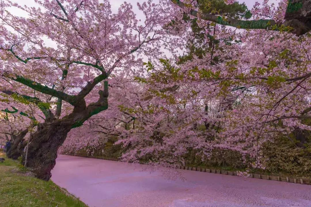 Can Cherry Blossom Trees Grow In Florida?