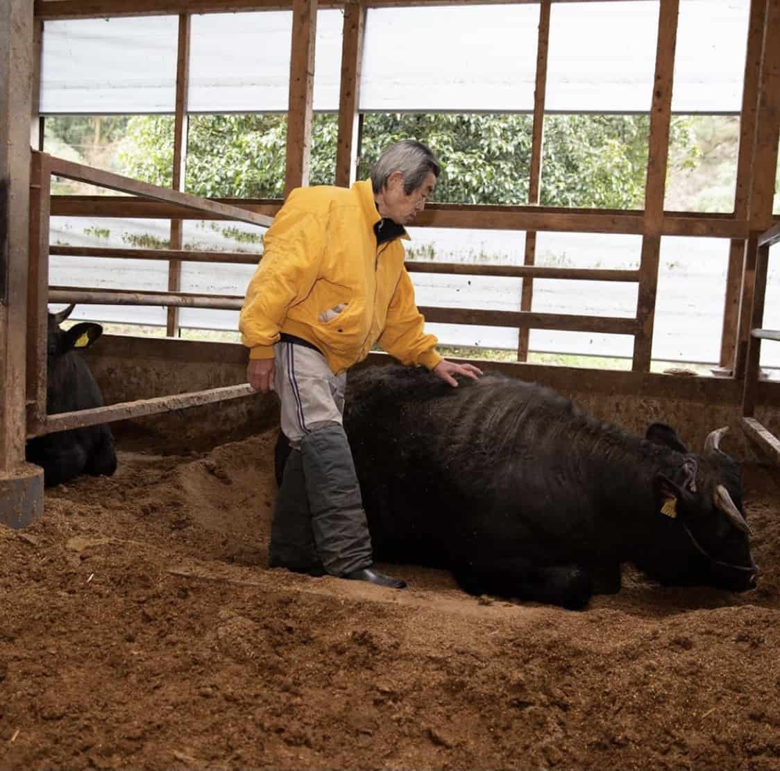 How Are Wagyu Cows Raised?