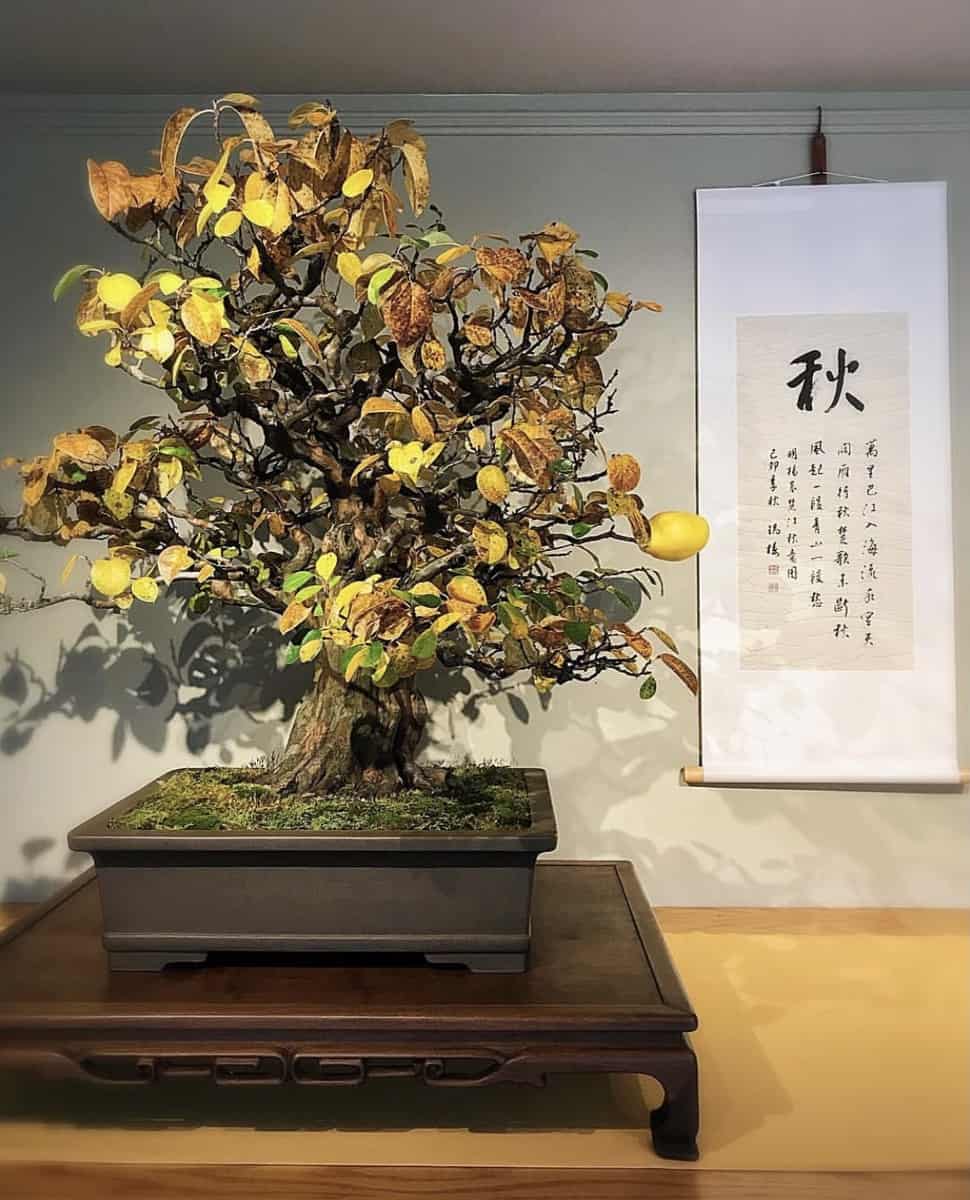 Why Do Bonsai Leaves Turn Yellow? THE JAPANESE WAY