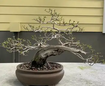 Are Bonsai Trees Hard To Take Care Of