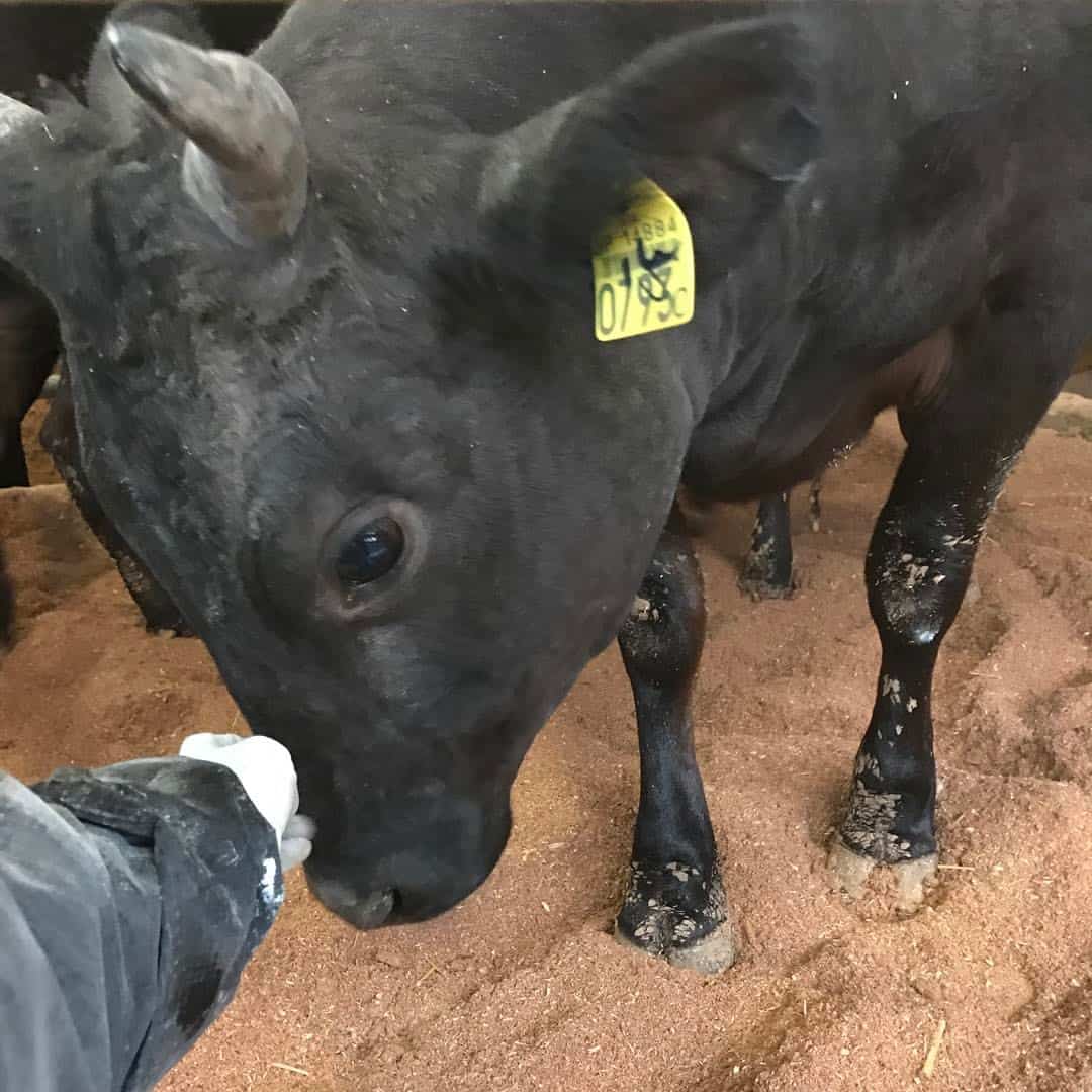 How Are Wagyu Cows Raised?