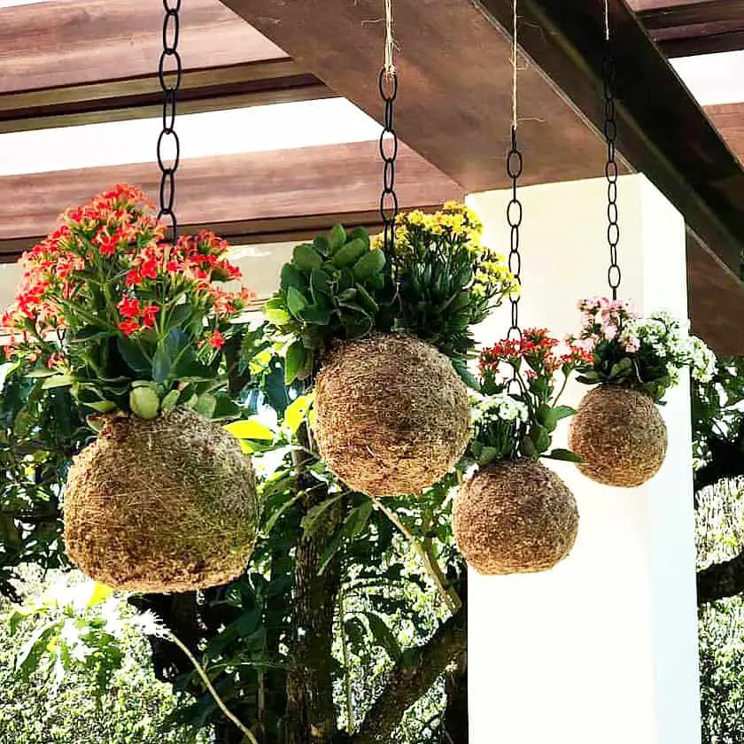 can you hang kokedama outside