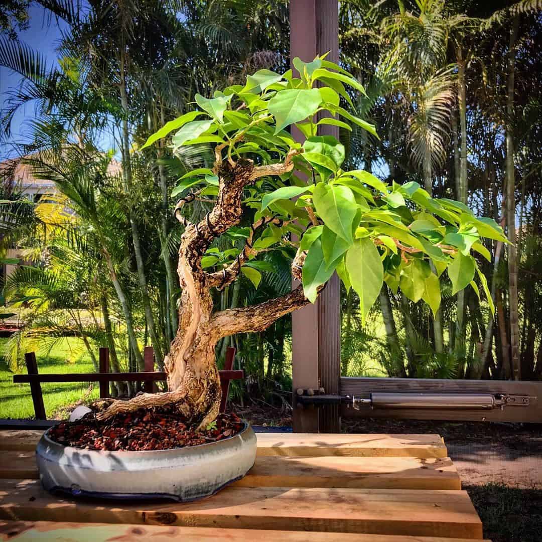 Are Bonsai Trees Hard To Take Care Of?