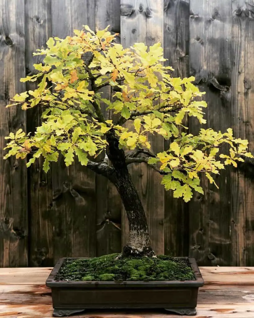 why do bonsai leaves turn yellow