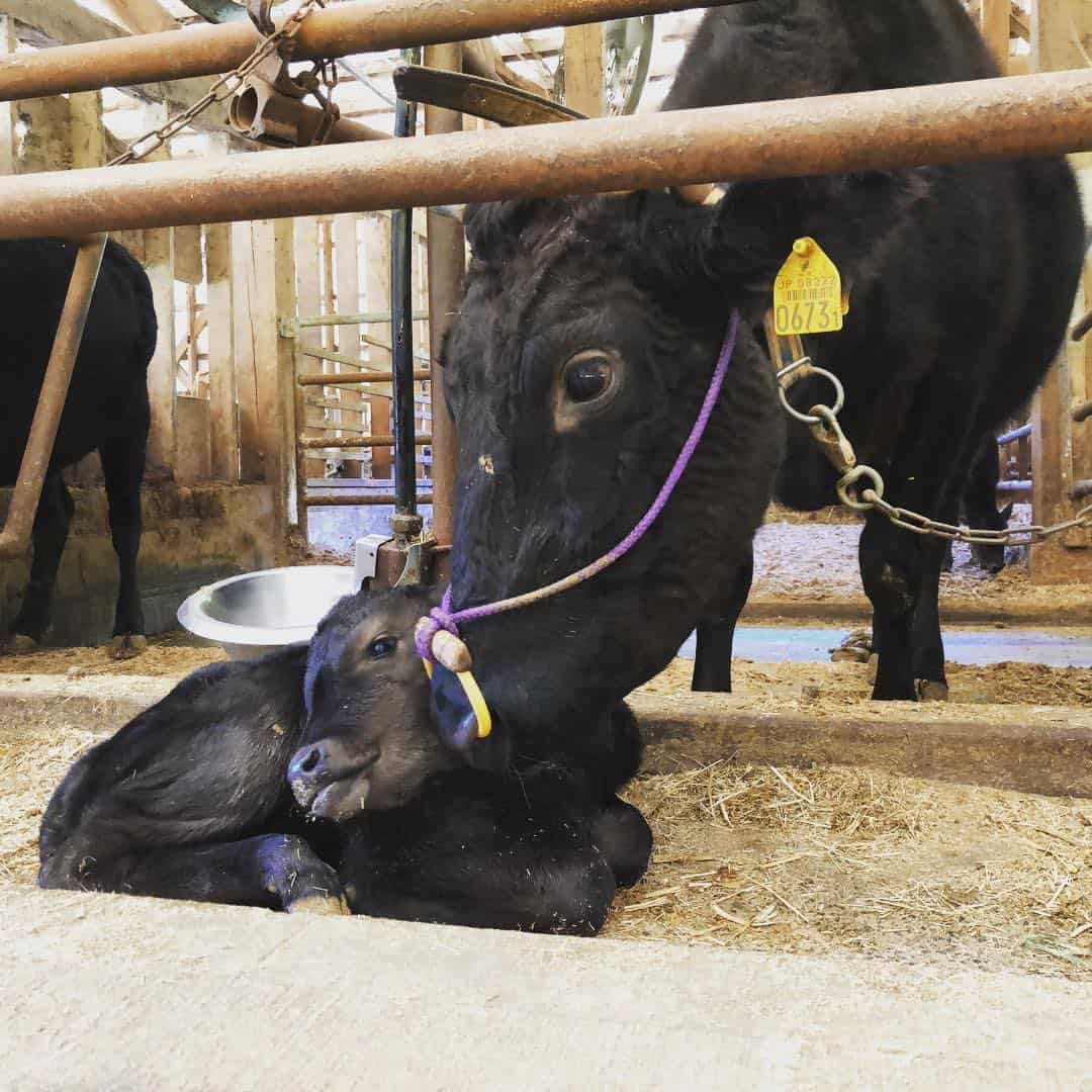 How Are Wagyu Cows Raised?