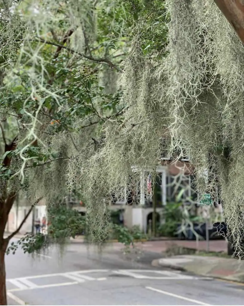 Can You Use Spanish Moss for Kokedama