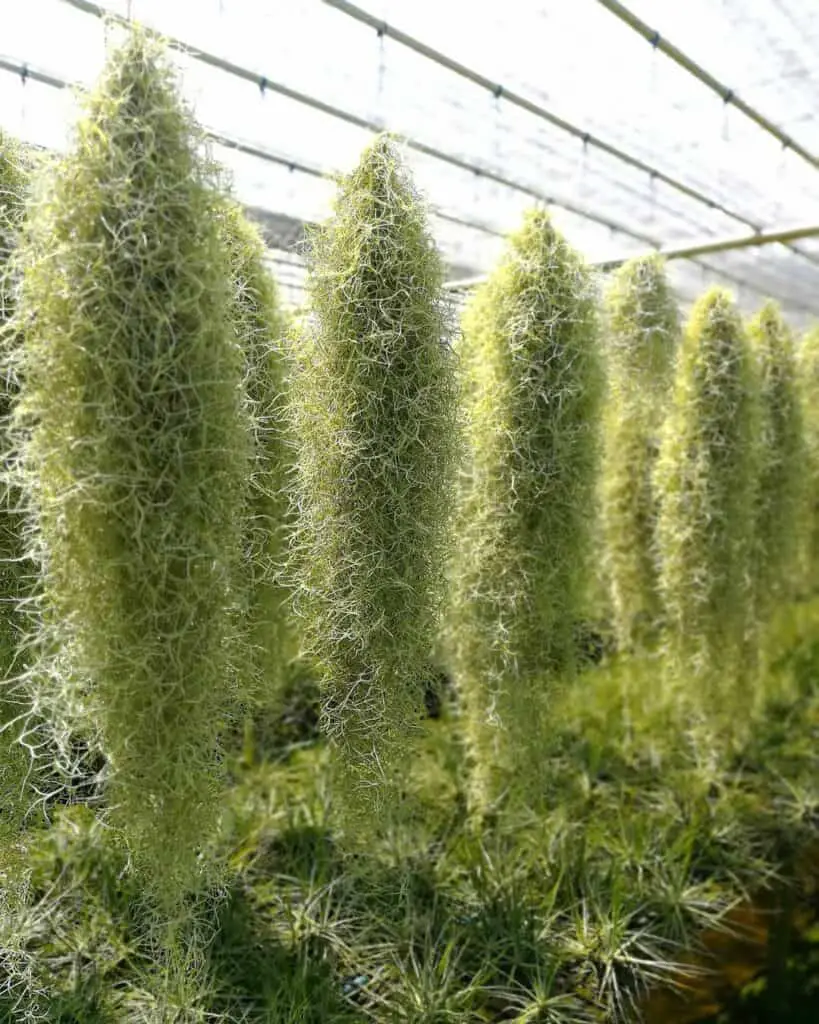 Can You Use Spanish Moss for Kokedama?