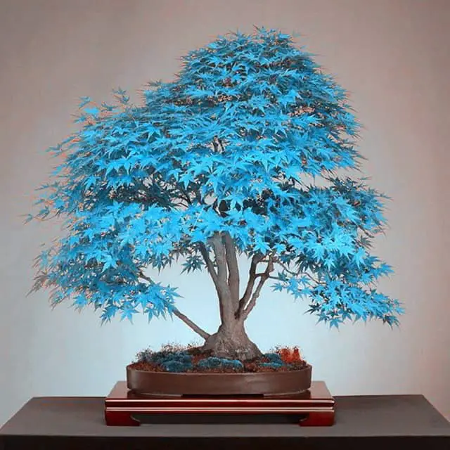 Are Blue Bonsai Trees Real? THE JAPANESE WAY