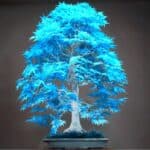 are blue bonsai trees real