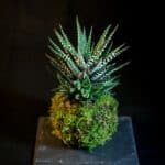 Best Moss For Kokedama - Add Serenity To Your Home