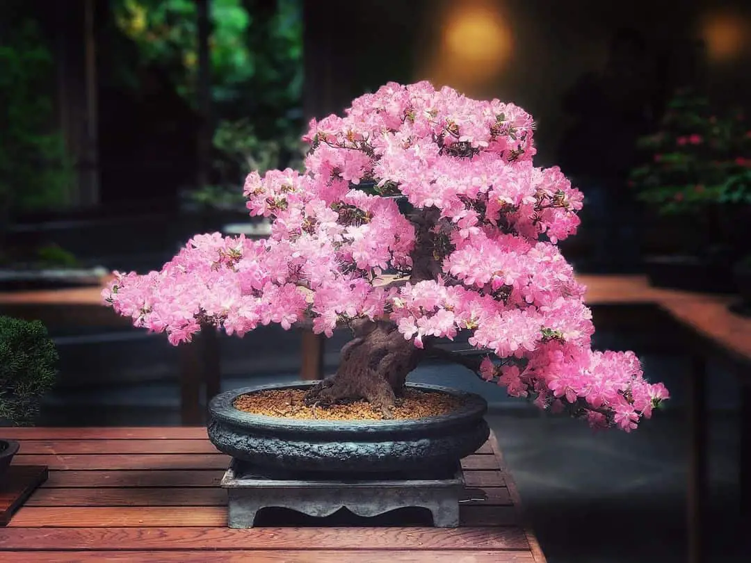 Are Blue Bonsai Trees Real?