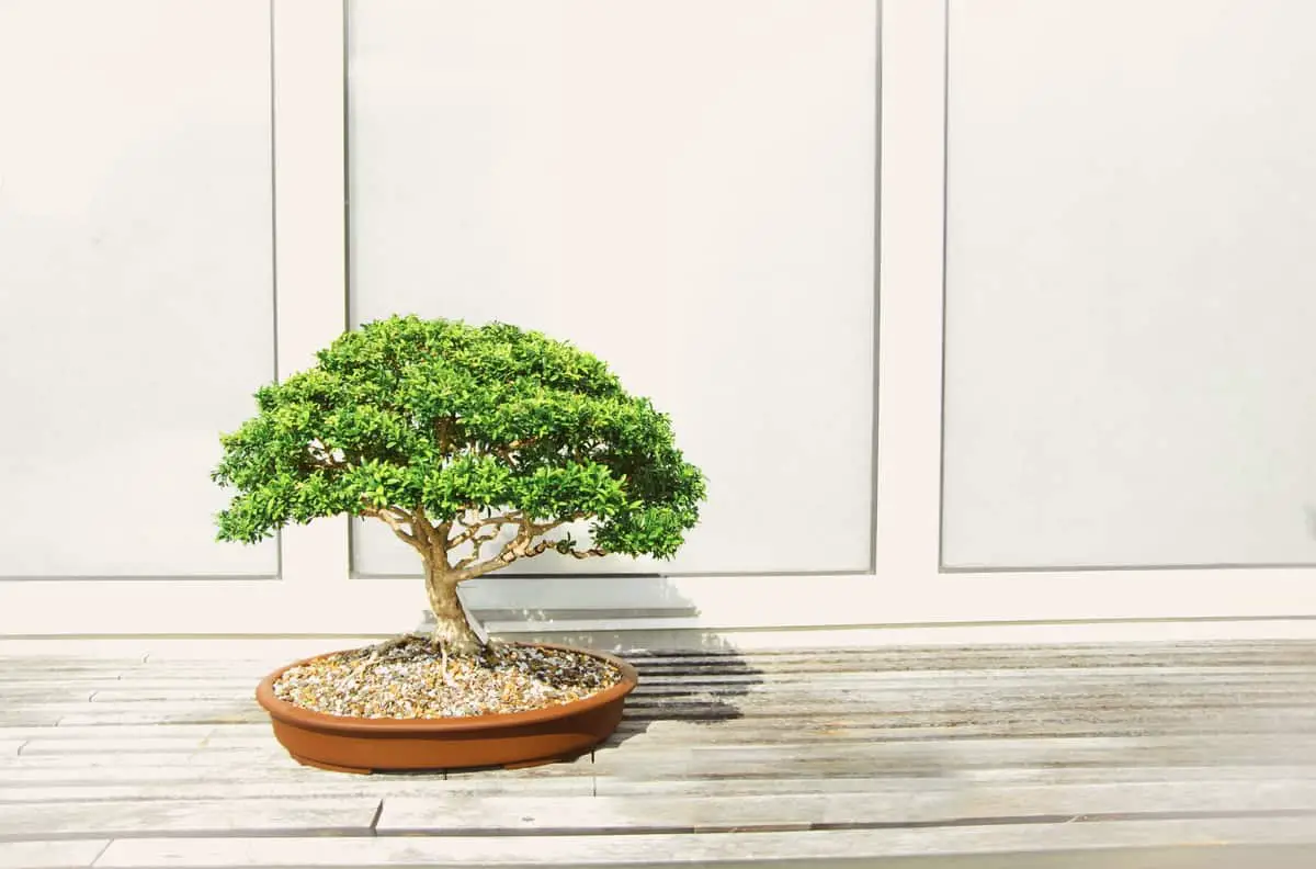How Do Bonsai Trees Grow? Can Bonsai Trees Grow Indoors?
