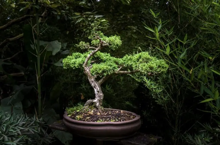 How Do Bonsai Trees Grow? Can Bonsai Trees Grow Indoors?