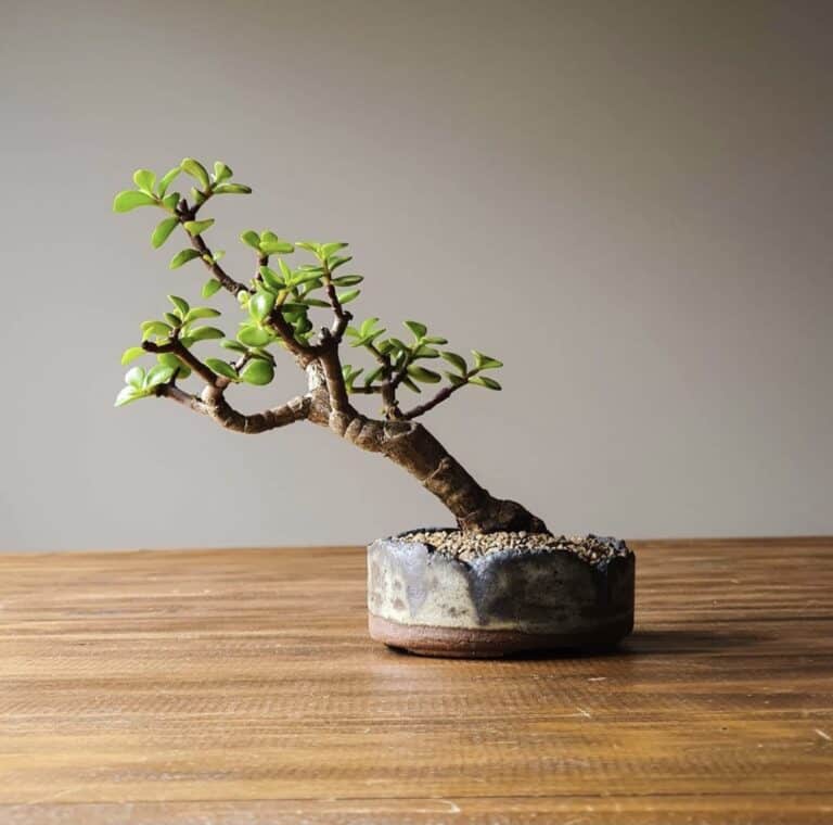 How Do Bonsai Trees Grow? Can Bonsai Trees Grow Indoors?