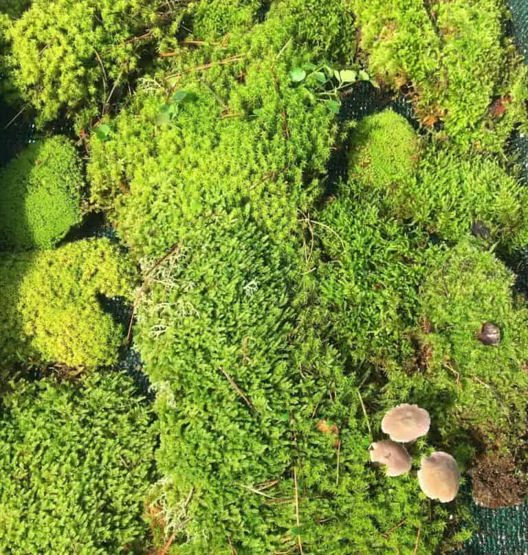 Best Moss For Kokedama – Add Serenity To Your Home – THE JAPANESE WAY