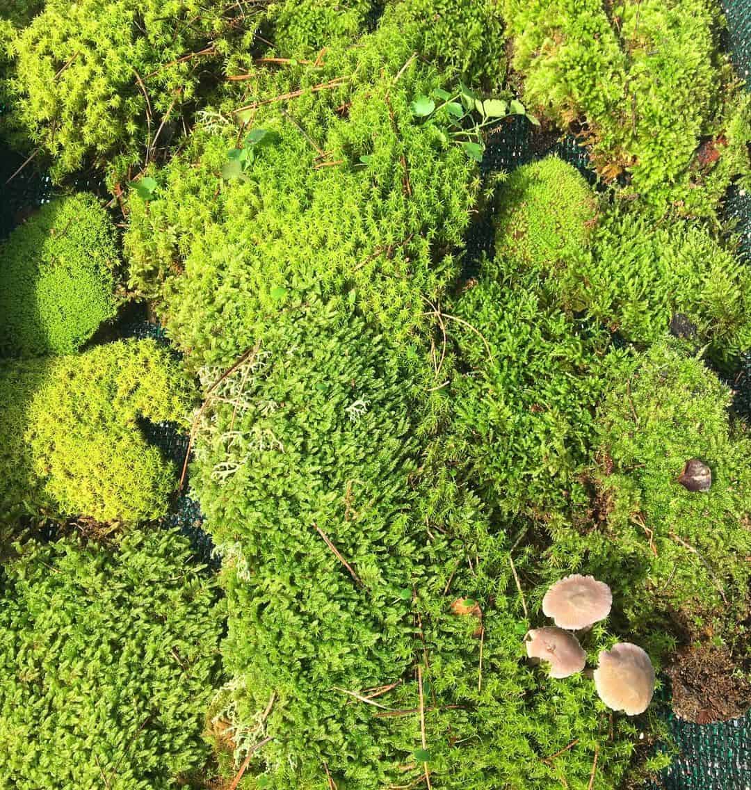 Best Moss For Kokedama Add Serenity To Your Home