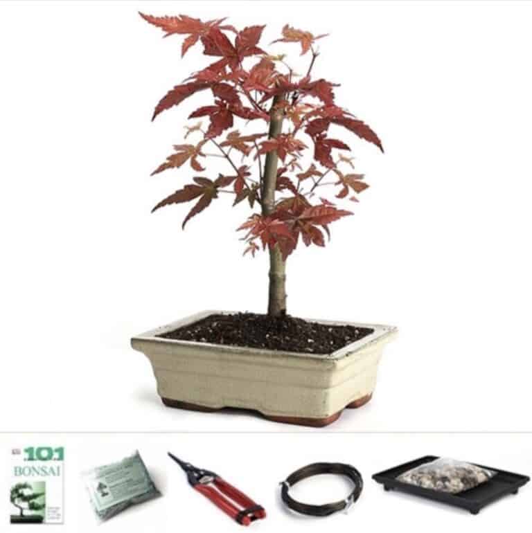 Best Bonsai Starter Kits