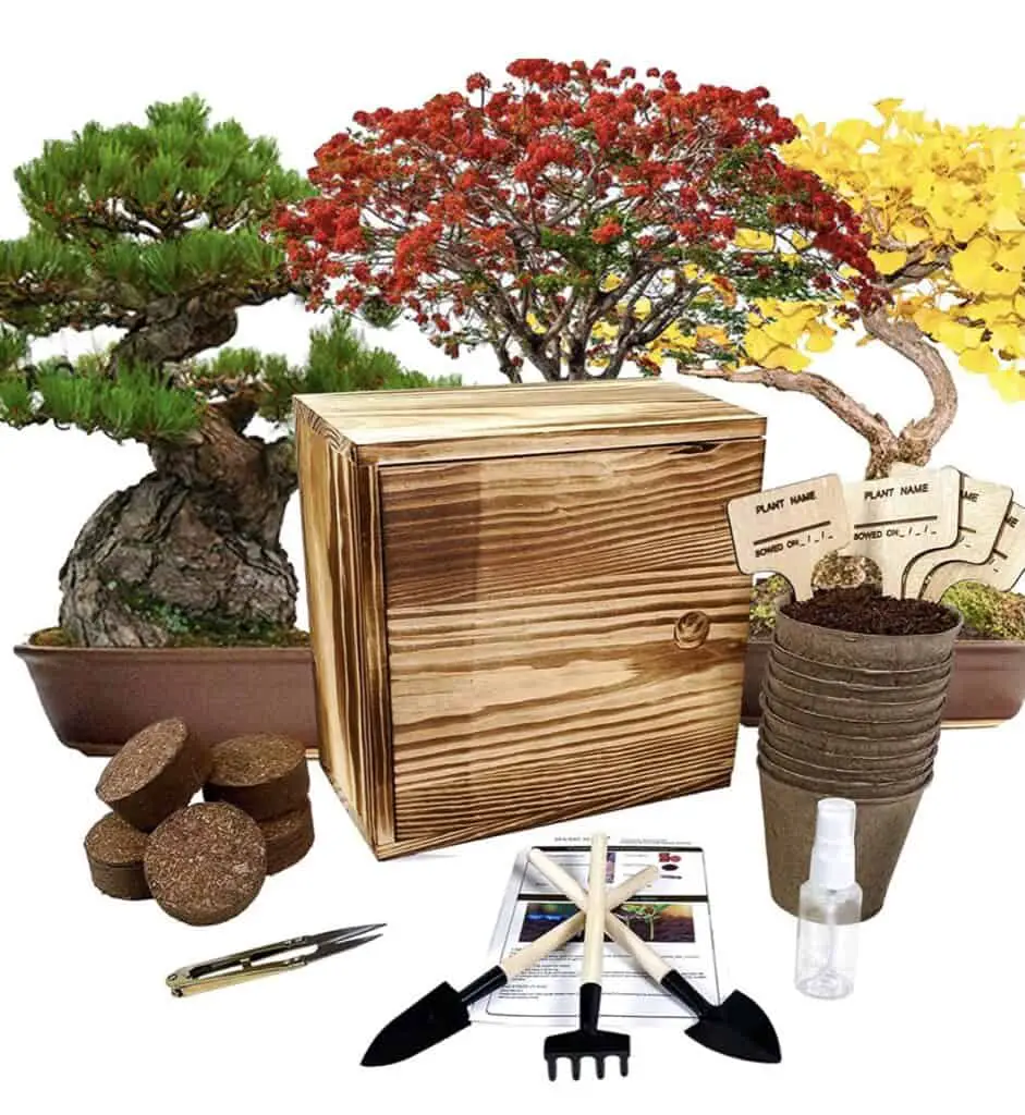 Best Bonsai Starter Kits