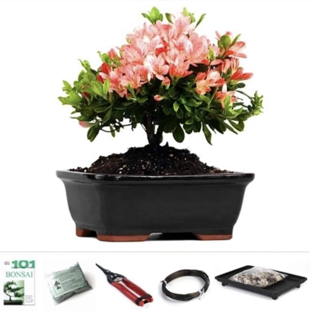 Best Bonsai Starter Kits