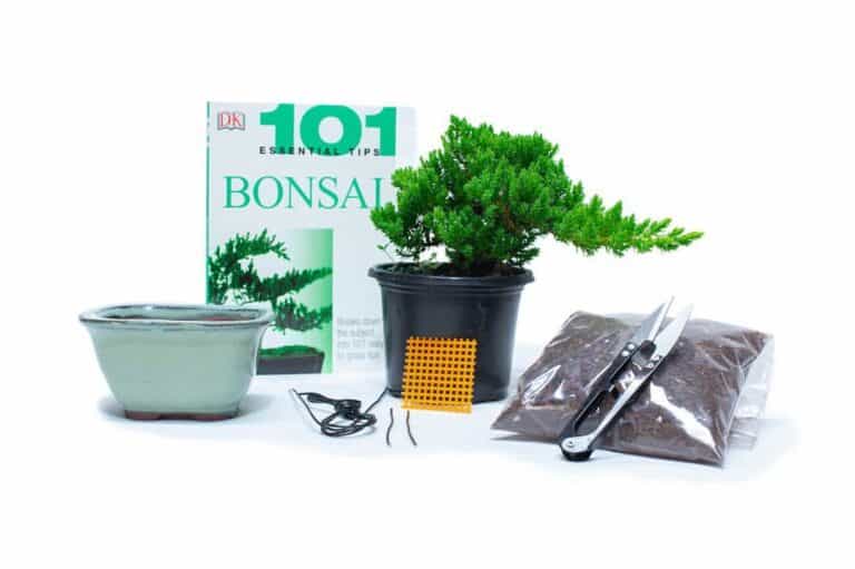 Best Bonsai Starter Kits