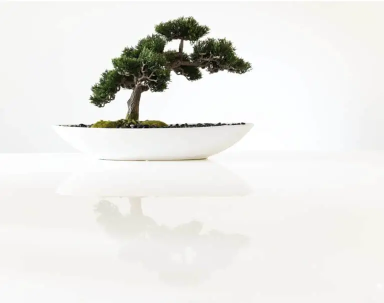 Where To Buy Bonsai?