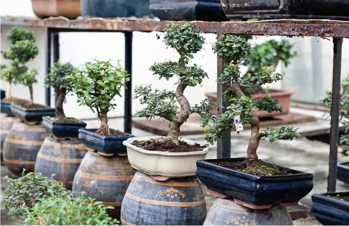 Where To Buy Bonsai?