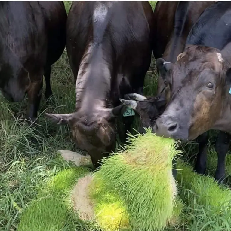 What Do Wagyu Cows Eat?