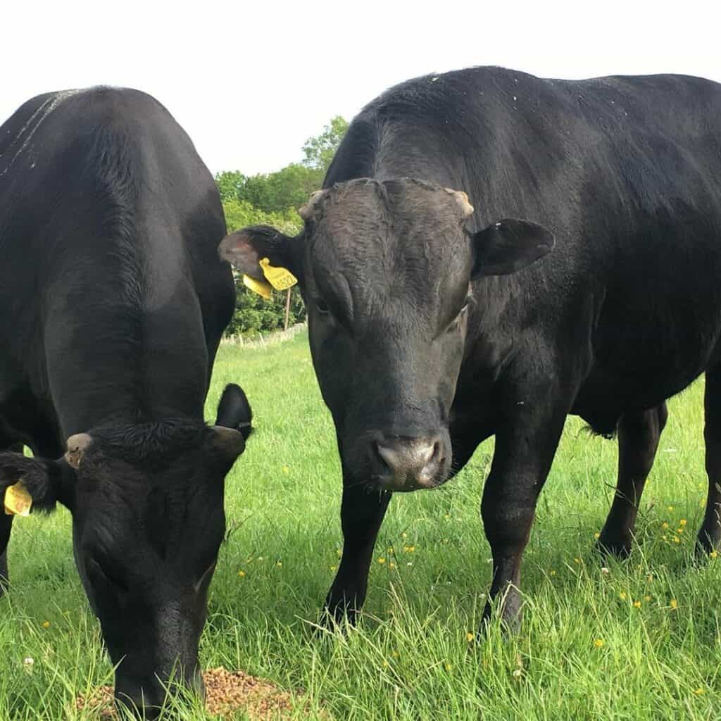 What Do Wagyu Cows Eat?