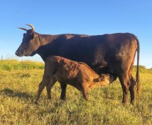 Why Is Wagyu Beef So Expensive?