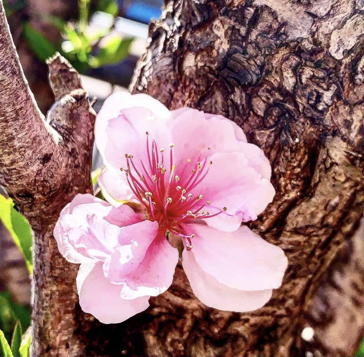 Are Cherry Blossoms Edible are-cherry-blossoms-edible
