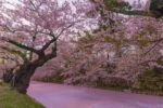 Can Cherry Blossom Trees Grow In Florida?