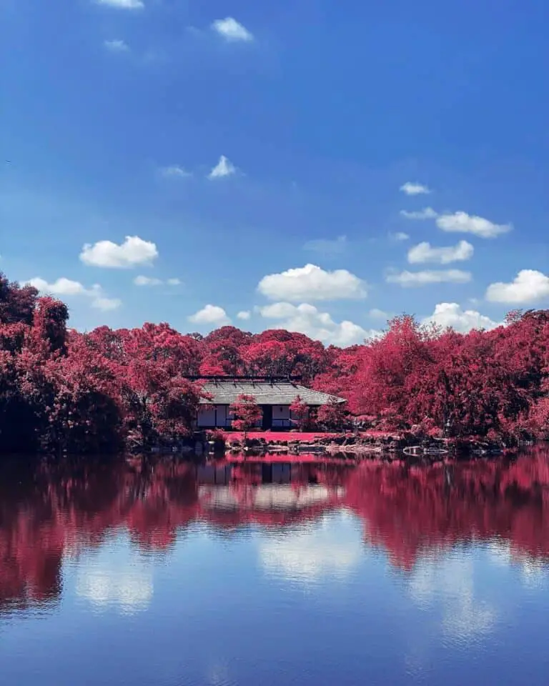 Can Cherry Blossom Trees Grow In Florida?