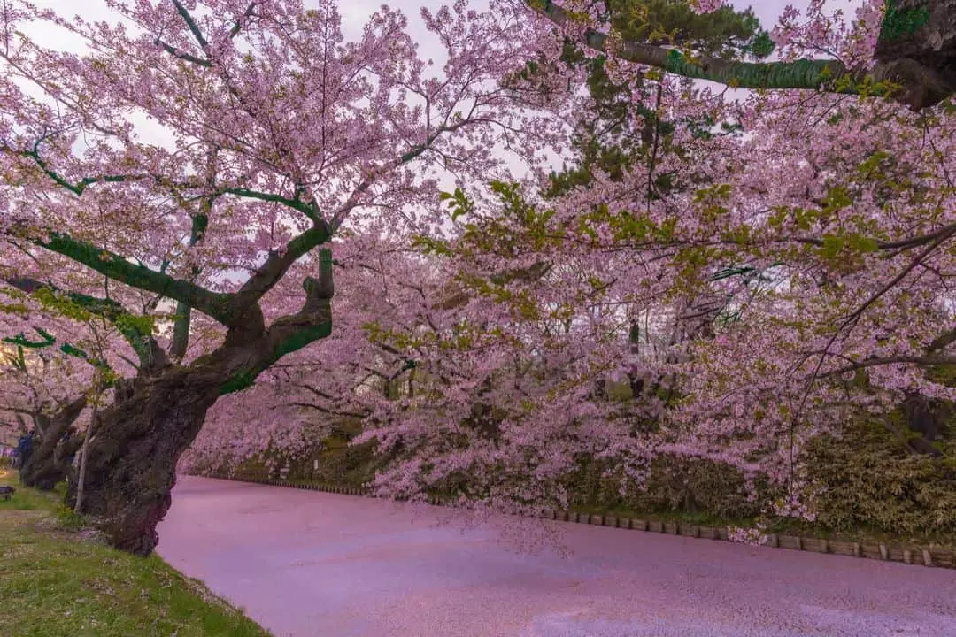 Can Cherry Blossom Trees Grow In Florida 