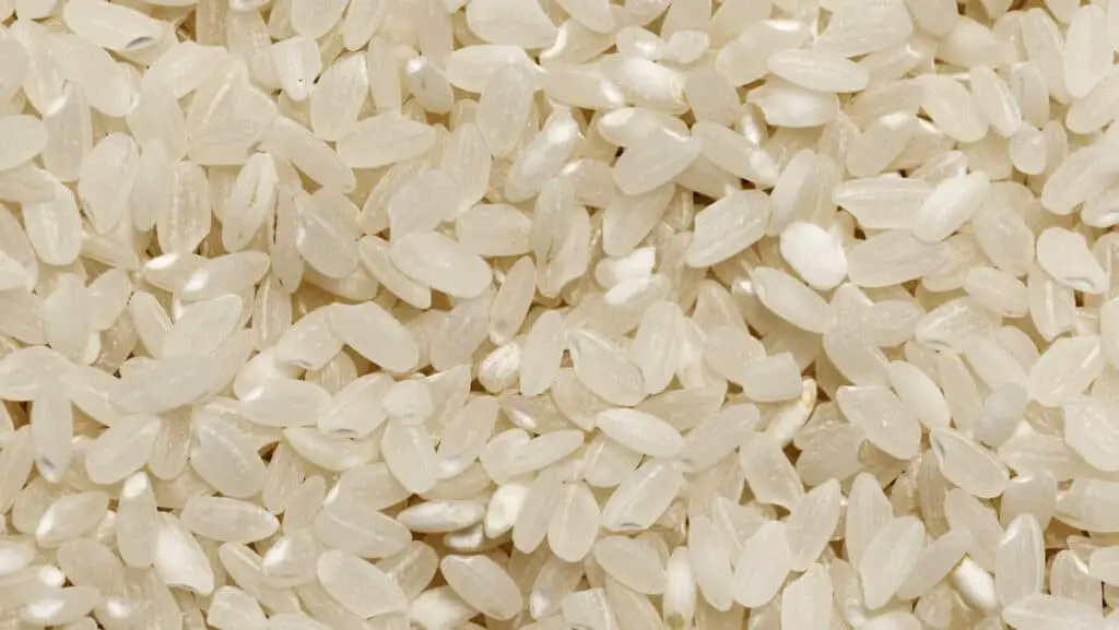 A close-up of short rice grains