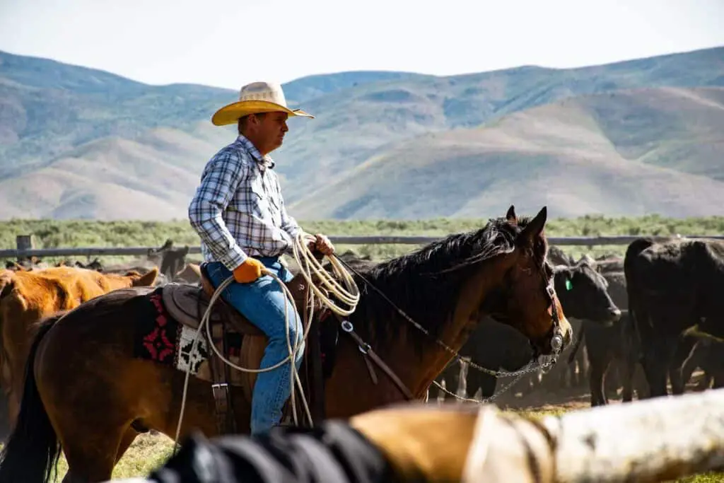 Cowboy takes care of the herd